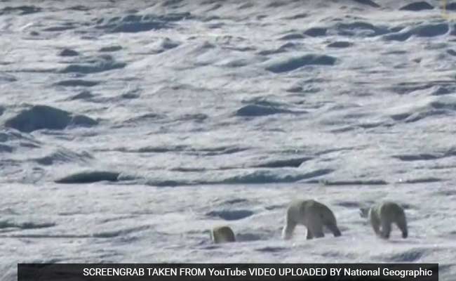 A Polar Bear Killed And Ate One Of Its Own Kind On Video. Is Climate Change To Blame?