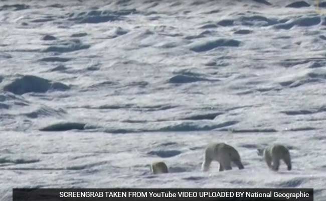 Polar Bears Are Forced To Eat Their Children, As Climate Change