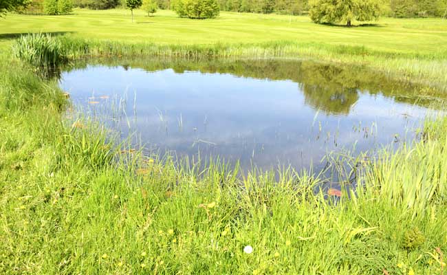 Small Ponds Emit Huge Share Of Greenhouse Gases: Study