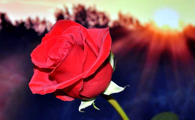 Rose Day 2017: The Significance Of Different Colours