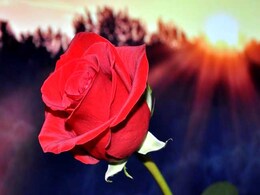 Rose Day 2017: The Significance Of Different Colours Rose Day 2017: The Significance Of Different Colours