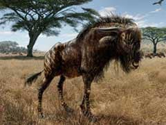 Ancient Wildebeest Cousin Boasted Bizarre Dinosaur-Like Trait