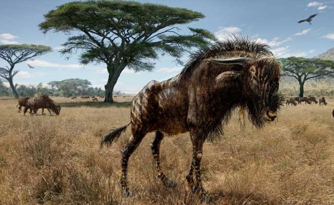 Ancient Wildebeest Cousin Boasted Bizarre Dinosaur-Like Trait