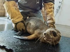 Starving Sea Lion Found In San Diego, California, Restaurant