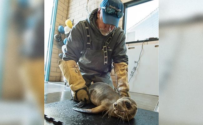 Starving Sea Lion Found In San Diego, California, Restaurant