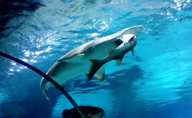 Shark Swallows Shark in Seoul Aquarium