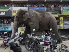 Caught On Video, A Wild Elephant Tears Through A Bengal Town