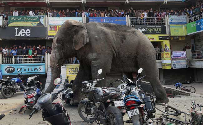 Caught On Video, A Wild Elephant Tears Through A Bengal Town