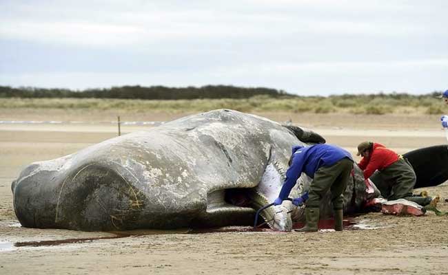 Nearly 30 Sperm Whales Wash Up And Die On North Sea Beaches