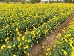बसंत पंचमी 2017: जानिए इस त्यौहार से जुड़े कुछ अनूठे और रोचक रिवाज बसंत पंचमी 2017: जानिए इस त्यौहार से जुड़े कुछ अनूठे और रोचक रिवाज