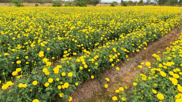 Basant Panchami 2017: Celebrating the First Day of Spring with Saraswati Puja