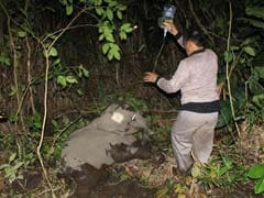Sumatran Elephant Found With Leg Almost Severed By Rope