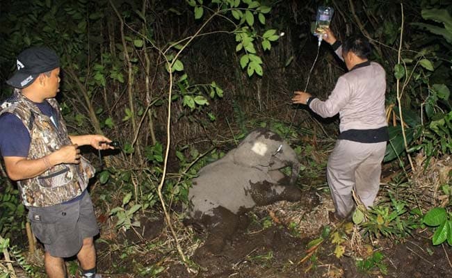 Sumatran Elephant Found With Leg Almost Severed By Rope