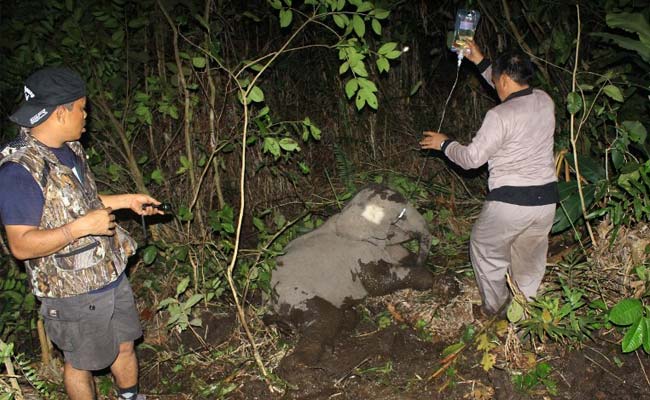 Sumatran Elephant Found With Leg Almost Severed By Rope