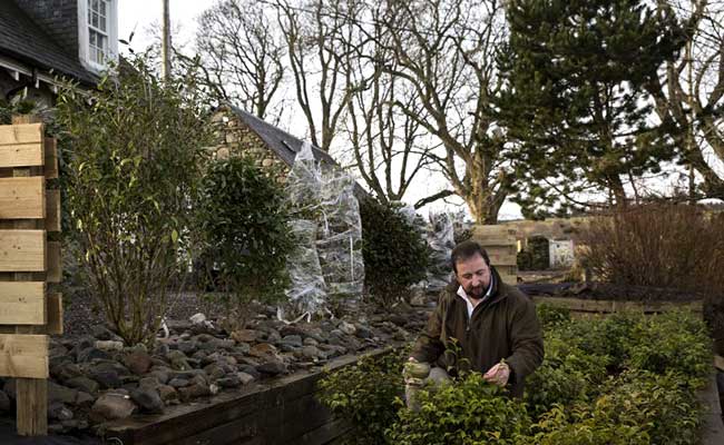 Tea In The Highlands? 'Mad' Grower Tends Blooming Crop