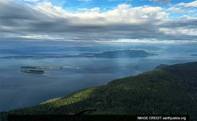 Severed Feet - Still Inside Shoes - Keep Mysteriously Washing Up On Pacific Northwest Shores