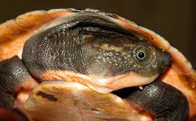 Uttarakhand Okays 500-Acre Turtle Sanctuary In Rishikesh