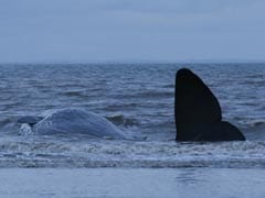 Whale Washes Ashore On British Beach