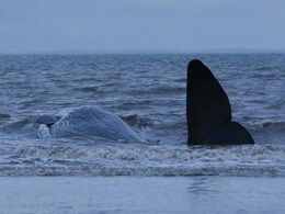 Whale Washes Ashore On British Beach Whale Washes Ashore On British Beach