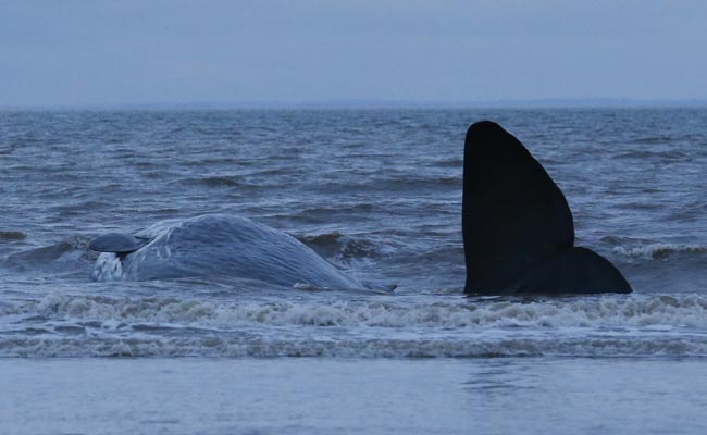 Whale Washes Ashore On British Beach