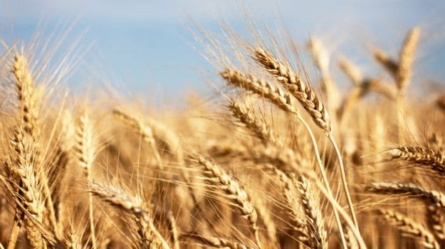 GMO Wheat Found in Washington State Could Affect US Trade