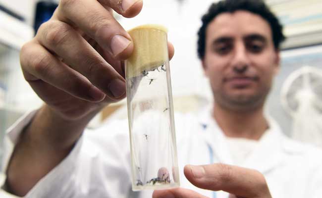 Zika Virus Linked To Brain Birth Defect: Lab Study