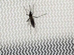 Mosquito Spreading Zika Has Long Been One Of The World's 'Most Efficient Killers' Mosquito Spreading Zika Has Long Been One Of The World's 'Most Efficient Killers'