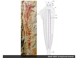 520 Million-Year-Old Fossilised Nervous System Is The Most Detailed Of Its Kind 520 Million-Year-Old Fossilised Nervous System Is The Most Detailed Of Its Kind
