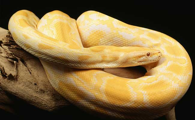 Man Spends $200 At Sushi Restaurant, Leaves 13-Foot Python Instead Of Tip