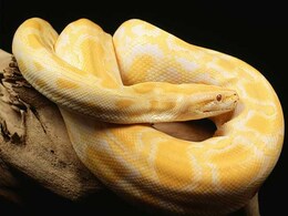 Man Spends $200 At Sushi Restaurant, Leaves 13-Foot Python Instead Of Tip Man Spends $200 At Sushi Restaurant, Leaves 13-Foot Python Instead Of Tip