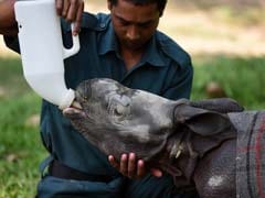 12-Day-Old Rhino Found In Kaziranga Nursed Back To Health
