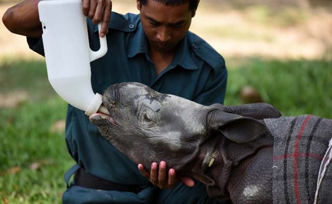 12-Day-Old Rhino Found In Kaziranga Nursed Back To Health