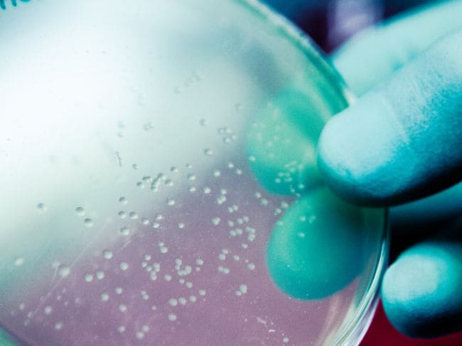 वैज्ञानिकों ने की प्लास्टिक वाले बैक्टीरिया की खोज