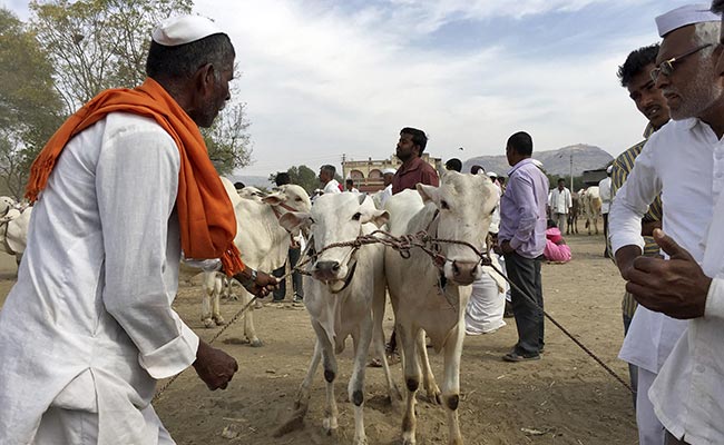 Chhattisgarh: 22 Cows Die In Shelter Home, Government Orders Probe