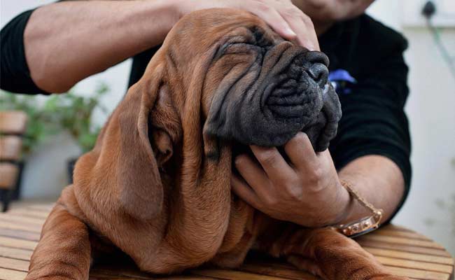 Bow, Wow. Bengaluru Man Pays Rs 2 Crore For Korean Mastiff Pups