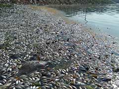 बेंगलुरु की उल्सूर झील में रहस्यमयी तरीके से हजारों मछलियां मरीं