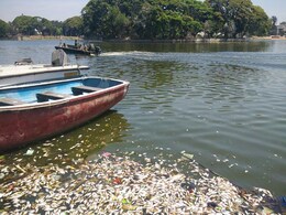 बेंगलुरु की उल्सूर झील में रहस्यमयी तरीके से हजारों मछलियां मरीं बेंगलुरु की उल्सूर झील में रहस्यमयी तरीके से हजारों मछलियां मरीं