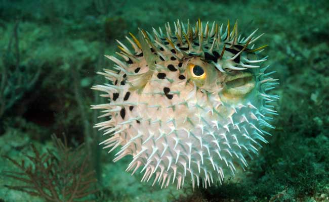 Japanese Police Raid Elite 'Tiger Blowfish' Supper Club