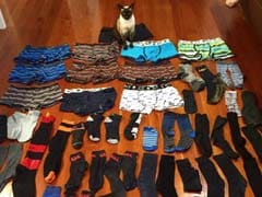 This 'Cat Burglar' is an Actual Cat and Steals Men's Underwear and Socks