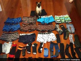 This 'Cat Burglar' is an Actual Cat and Steals Men's Underwear and Socks This 'Cat Burglar' is an Actual Cat and Steals Men's Underwear and Socks