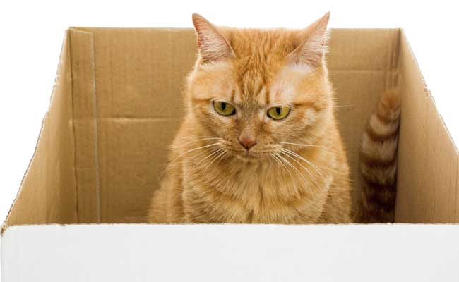 स्पेशल कुरियर : डीवीडी के डिब्बे में गई बिल्ली 8 दिन बाद जिंदा मिली