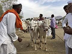 Is Our Survival More Important, Or Cattle's, Asks Farmer About Beef Ban