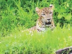 Mumbai: 6-Year-Old Leopard Is First Poaching Victim In Aarey Colony