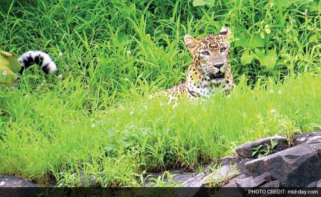 Mumbai: 6-Year-Old Leopard Is First Poaching Victim In Aarey Colony