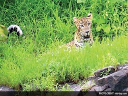Mumbai: 6-Year-Old Leopard Is First Poaching Victim In Aarey Colony Mumbai: 6-Year-Old Leopard Is First Poaching Victim In Aarey Colony