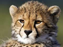 5 Cheetah Cubs Fight For Survival After Rare C-Section Birth