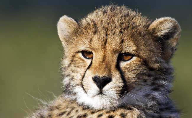 5 Cheetah Cubs Fight For Survival After Rare C-Section Birth