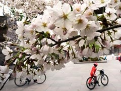 How Much Do You Know About Cherry Blossoms?