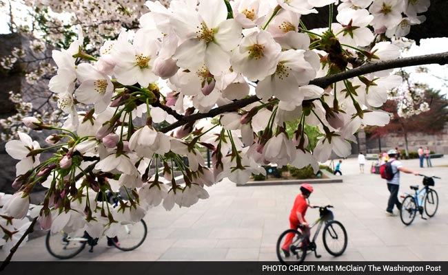 How Much Do You Know About Cherry Blossoms?