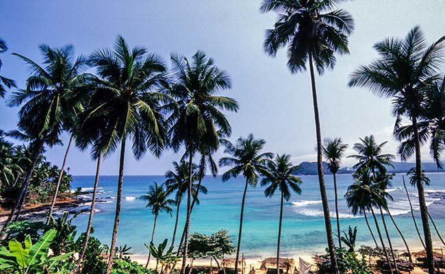 Sri Lankan Minister Climbs Tree To Address Public On Shortage Of Coconuts